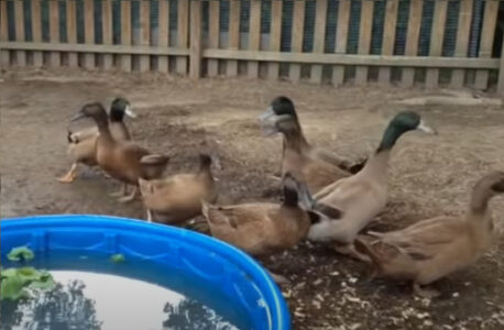 The Khaki Campbell Breed: An Ideal Duck for Small Farms Image